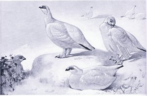 A Study of Ptarmigan by Frank Southgate